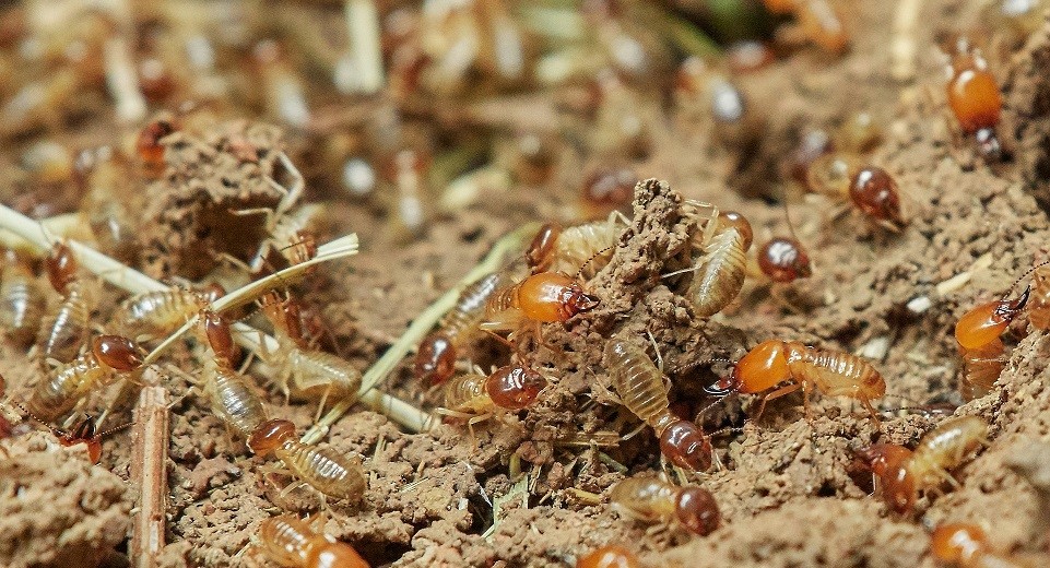 7 Signs that Indicate a Termite Problem in Your House